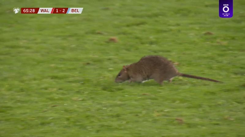 Крыса выбежала на поле во время матча Бельгии и Уэльса